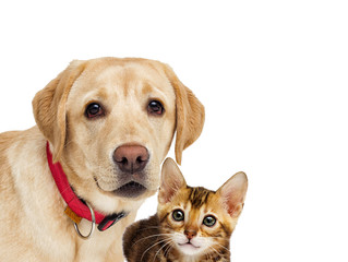 Obraz premium kitten and puppy