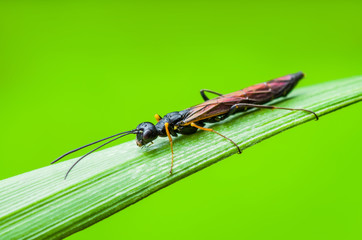Exotic Parasitoid Wasp Fly Diptera Insect on Green Grass