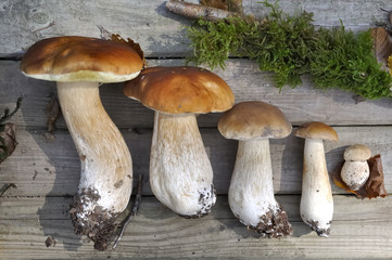 mushrooms arranged on wooden plank of the smallest in the biggest