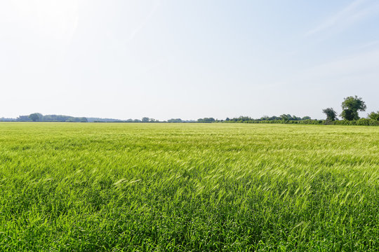 Field of ripening wheat in Fakenham Norfolk