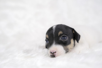 Jack russel puppy dog sit on white wool background.Puppy dog concept.