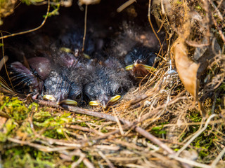 Baby bird in Nest Sleeping, Newborn Birds