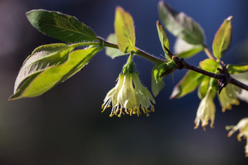 Image with honeysuckle.