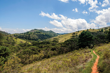 Panoramic view of a pine forest and hills in Horto Florestal, near Campos do Jordao, a city famous...