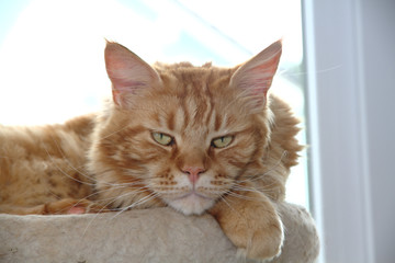 Maine Coon's big red cat looks sideways straight into the lens