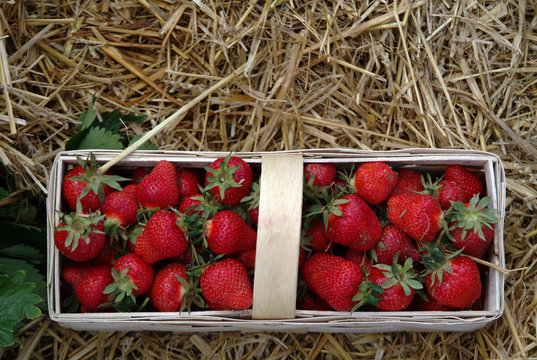 Basket full of ripe red strawberries on a background of hay