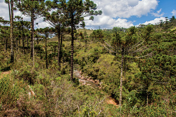 Fototapeta na wymiar Panoramic view of a pine forest, stream and hills in Horto Florestal, near Campos do Jordao, a city famous for its mountain and hiking tourism. Located in the São Paulo State, southwestern Brazil