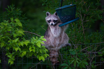 racoon at a bird feeder in the night