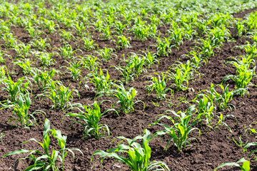 Fat soil with rows of young green corn  plants. Fertile ground with growing organic maise . Cereal agricultural industry concept