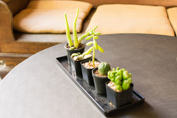 Small Cactus and Small Ornamental Plant Home Decoration
