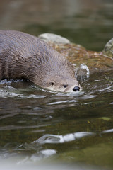 Obraz premium North American River Otter Diving into Water