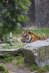 Sumatran Tiger Behind Rocks