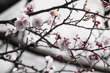Sakura, Cherry blossom flower with soft focus in Tokyo, Japan.
