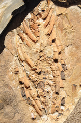Mesosaurus Funde auf der Spitzkoppe Farm nahe Keetmanshoop in der Region Karas.
