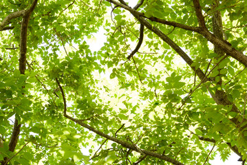 Fototapeta na wymiar Green leaves trees background and bright sun day. 