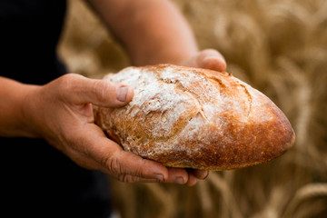bread in the hands of a woman on the background of a field