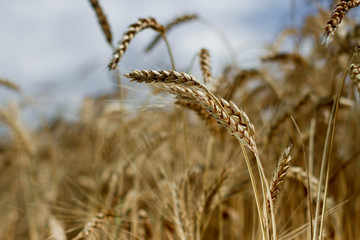wheat in a field of spikelets close-up