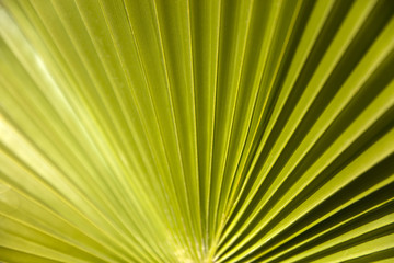 Obraz premium Green palm leaf