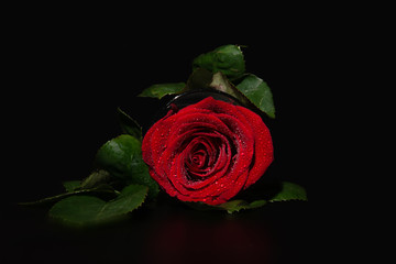 A close up macro shot of a rose,valentine background with water drops