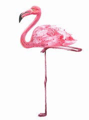 Obraz premium Beautiful watercolor vector illustration of Pink Caribbean or American flamingo exotic bird painted illustration isolated on white background.