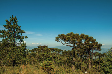 View of treetops on a pine forest at the Open-air Museum Felicia Leirner near Campos do Jordao, a...