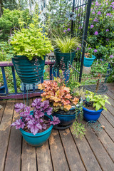 Front Porch Plants 2
