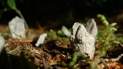 Foret mysterieuse de Carnac en Bretagne