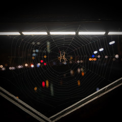 Party Time in the spiderweb - Partyzeit im Sinnennetz