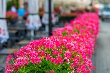 Fototapeta na wymiar outdoor in a pot pink flowers close-up