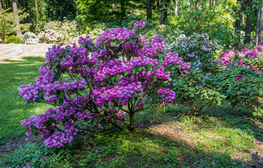 Pink Rhododendron Orbiculare Flowers