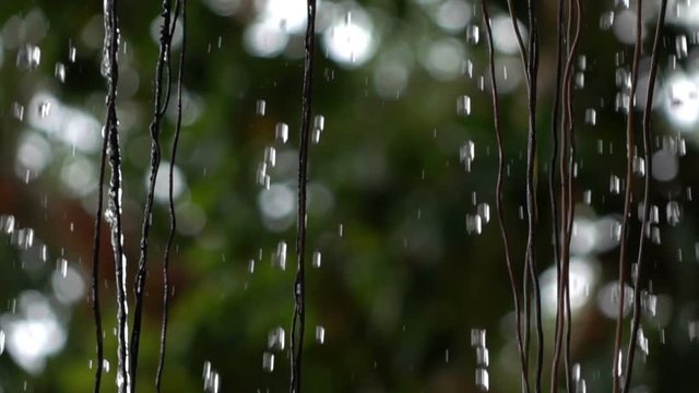 Slow motion of rain falling in garden