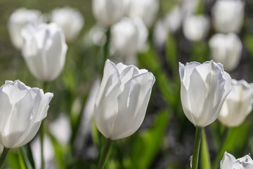 An image with tulips.
