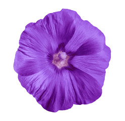 Flower lilac lavatera, white isolated background with clipping path.  Closeup with no shadows. Nature.