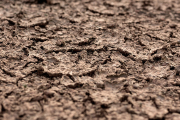 Earth ground crack with dust and rough dry surface texture (Climate change)