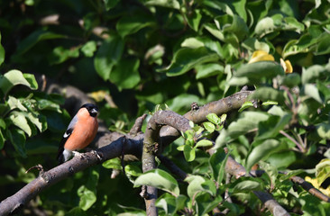 Dompfaff im Apfelbaum 