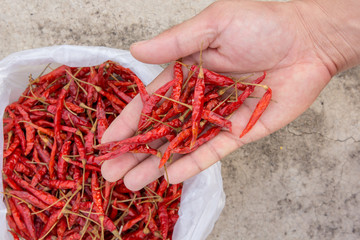 Handle dried peppers in a white plastic bag placed on a concrete floor.