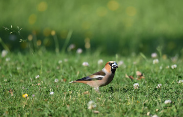 Kernbeißer auf der Wiese 