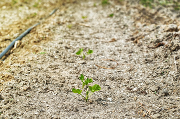 peanut field with irrigation system