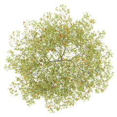 top view of peach tree with peaches isolated on white background