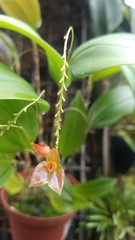 Mini Orchid 
