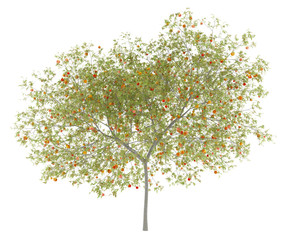 Obraz premium peach tree with peaches isolated on white background