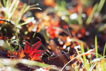 紅葉