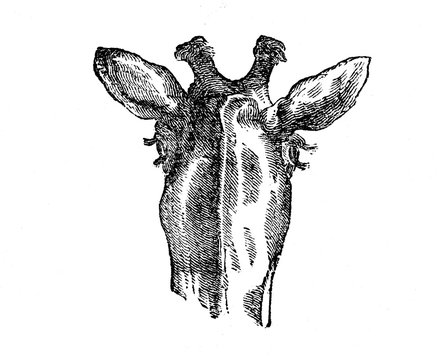 Head of giraffe (from Das Heller-Magazin, March 13, 1834)