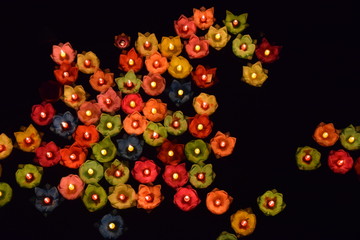 lotus lantern flower on water