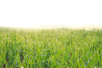 Isolated fresh morning dew on the green leaves of grass