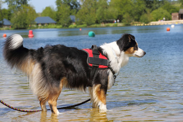 Chienne berger australien