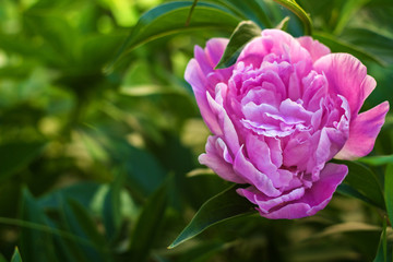 large spring large peonies in the flower garden on a sunny morning