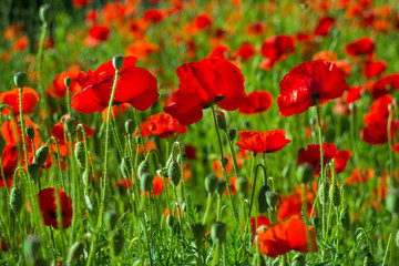 Fototapeta na wymiar red poppies on a background of greenery on a sunny summer morning shot on helios