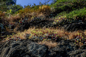 Succulents growning wild on rock above the ocean