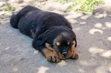 Cute Rottweiler puppy sleeping  in the sand outdoors